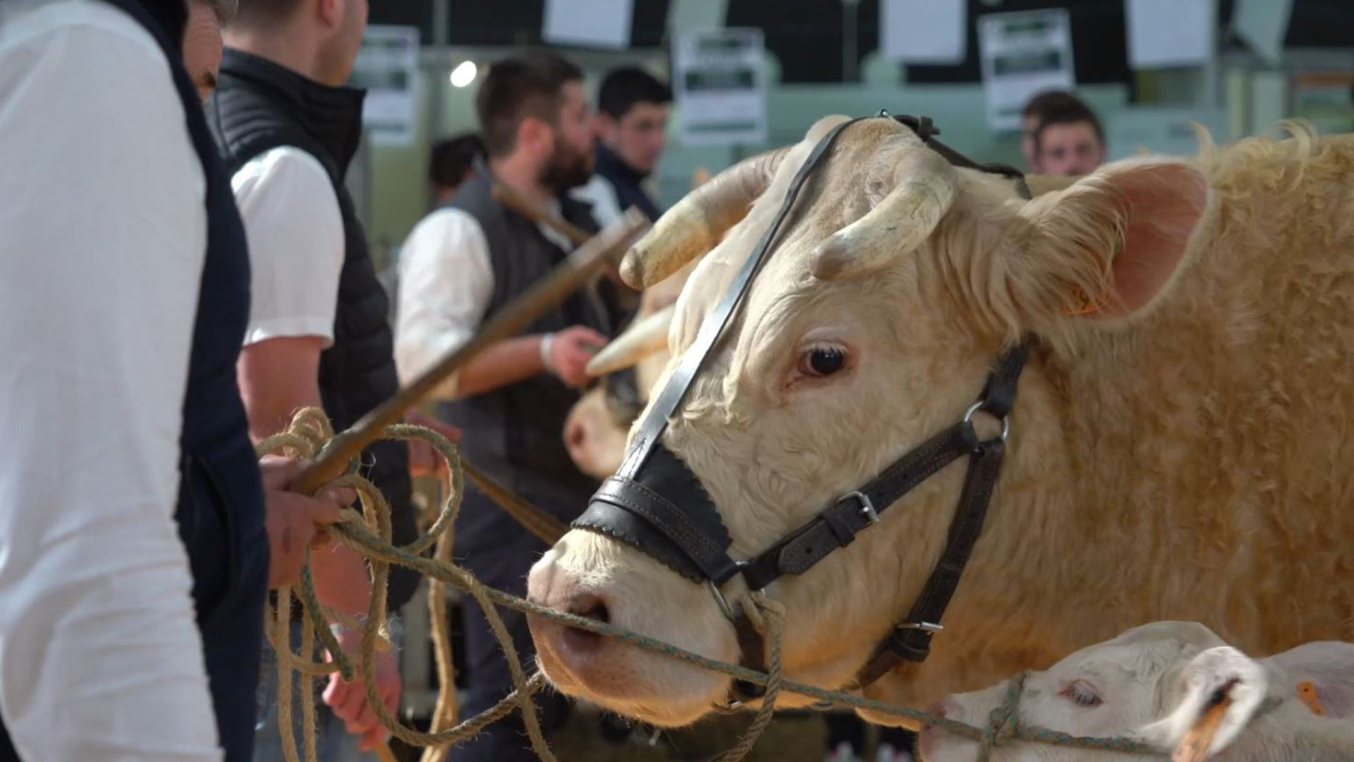 Salon Régional de l'Agriculture de Tarbes - Réalisation du site Internet WordPress - Agence So'Happy à Tarbes